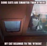 cat2025a.webp