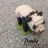 Panda K